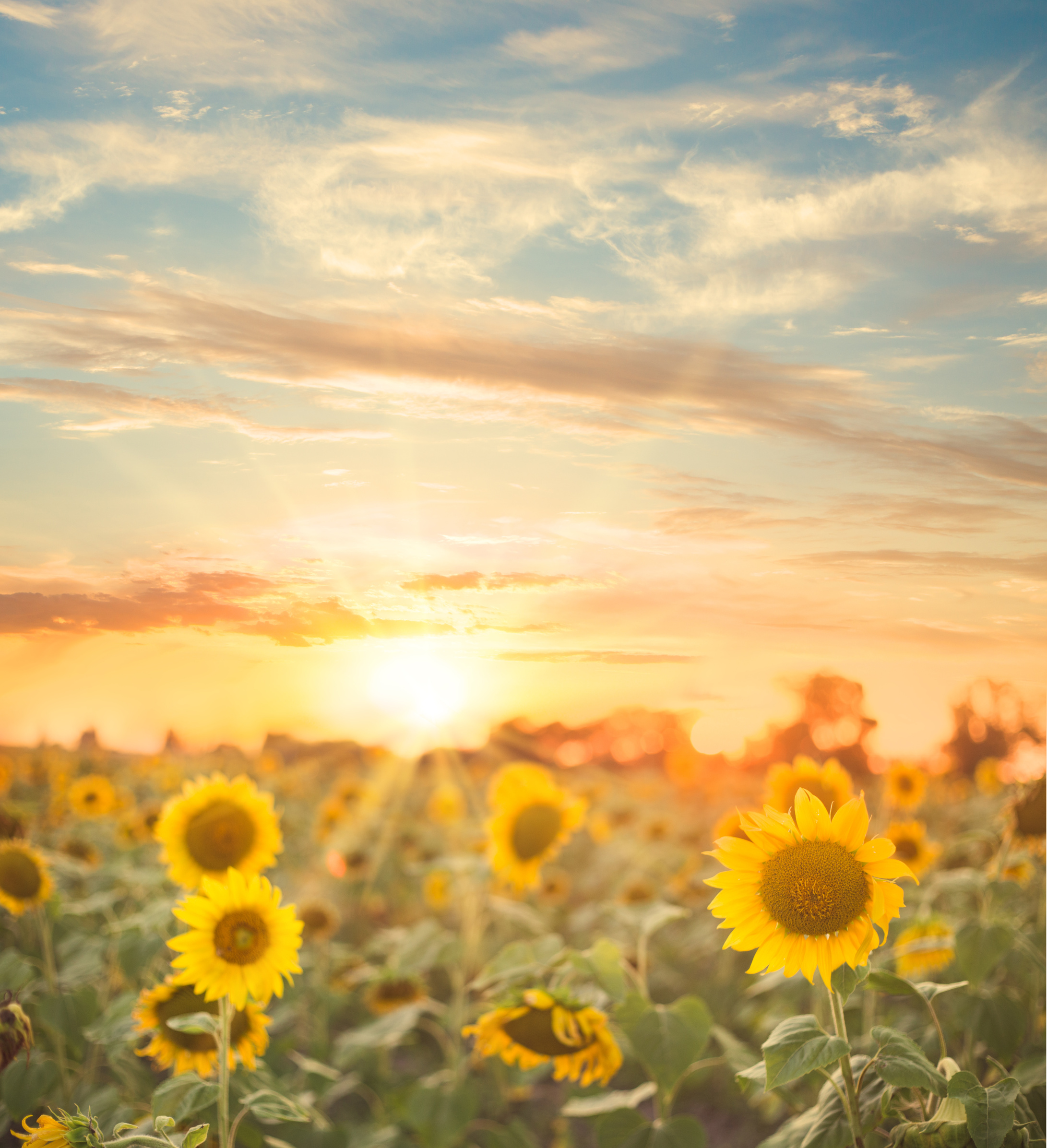 Sunflower Field with Sunrise View